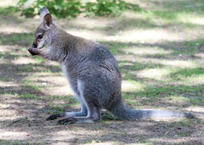 Bennett Känguru