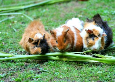 Haus Meerschweinchen