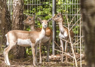 Hirschziegen Antilope